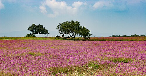 Kaas Plateau, Maharashtra