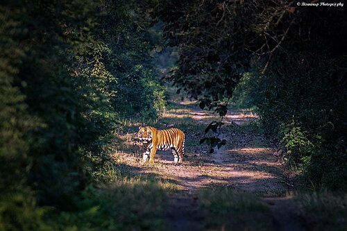 Dudhwa National Park, Uttar Pradesh
