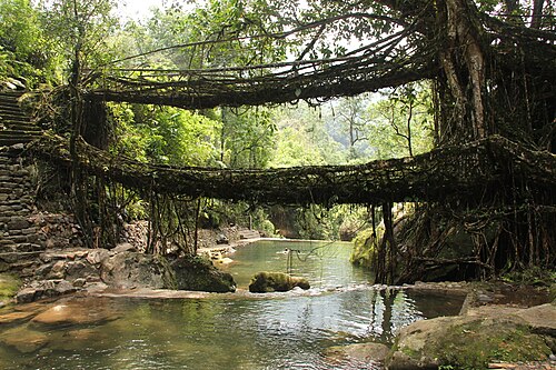Living root bridges, Nongriat, Meghalaya