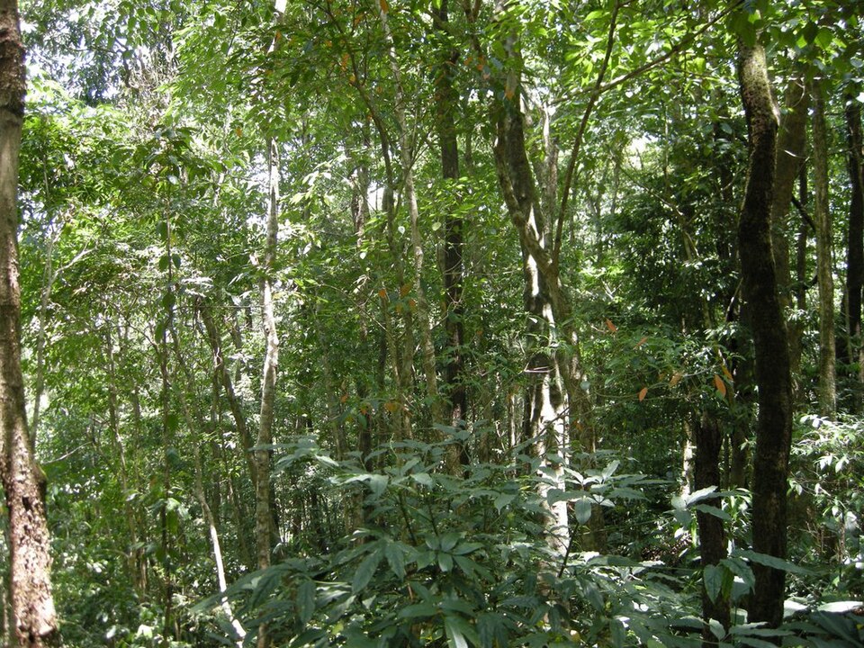 Dampa Tiger Reserve