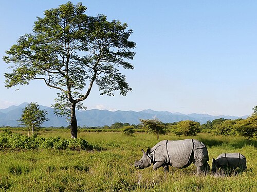 Manas National Park, Assam